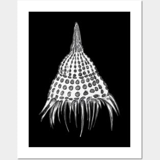 Lamprocyclas maritalis, radiolarian Posters and Art